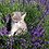 lavenderspring